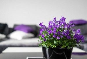 decorar-con-flores-02